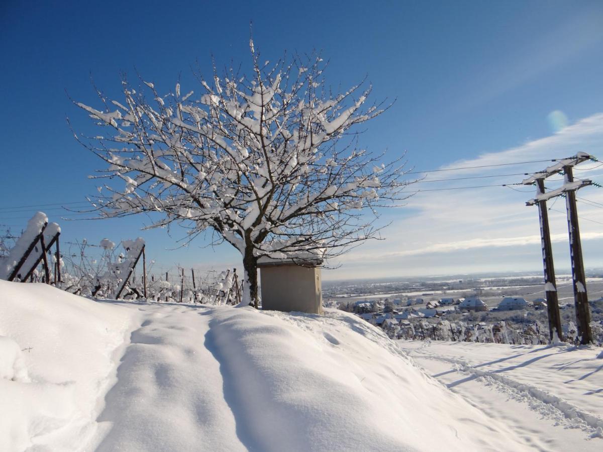 Au Coeur Des Vignes Apartment Bergheim Bagian luar foto