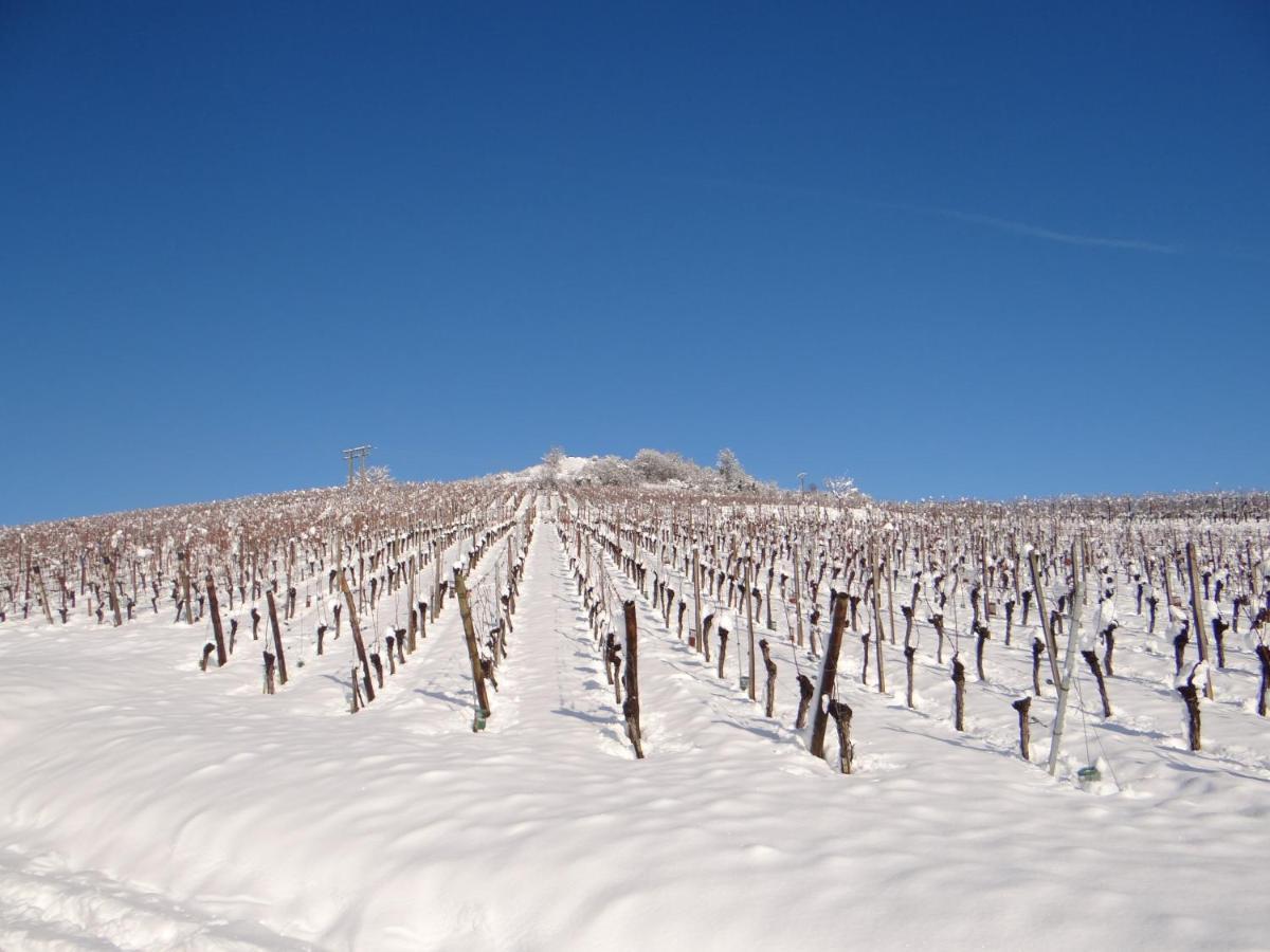Au Coeur Des Vignes Apartment Bergheim Bagian luar foto