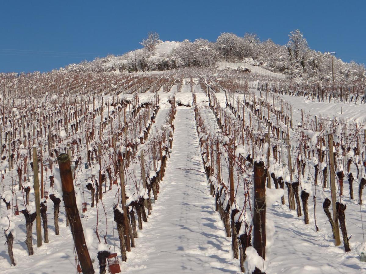 Au Coeur Des Vignes Apartment Bergheim Bagian luar foto