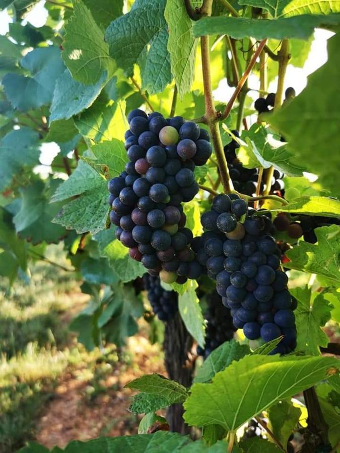 Au Coeur Des Vignes Apartment Bergheim Bagian luar foto
